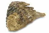 Fossil Woolly Mammoth Lower M Molar - Poland #295845-7